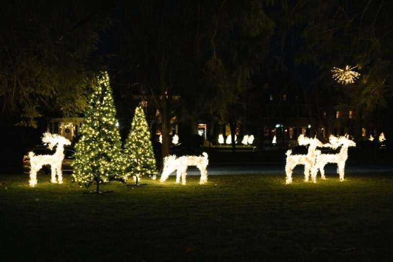 Gorgeous outdoor lighting display with lit christmas trees and christmas light reindeer near midlothian, VA