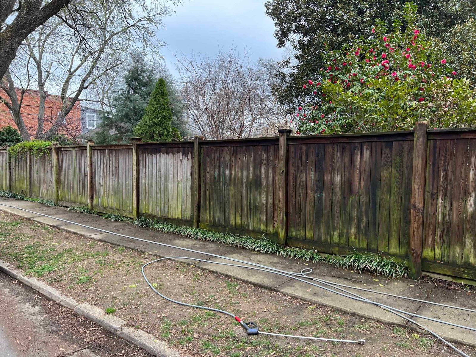 Wooden privacy fence covered in mildew and algae before soft wash by alpha exterior solutions