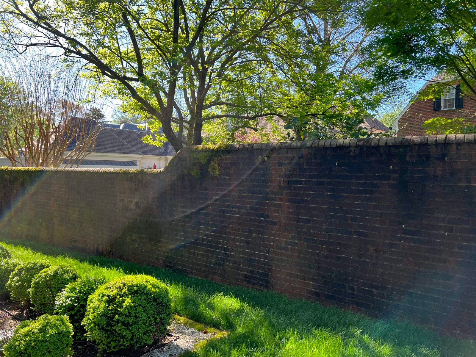 extremely dirty residential brick privacy wall before soft washing and cleaning by alpha exterior solutions near moseley virginia