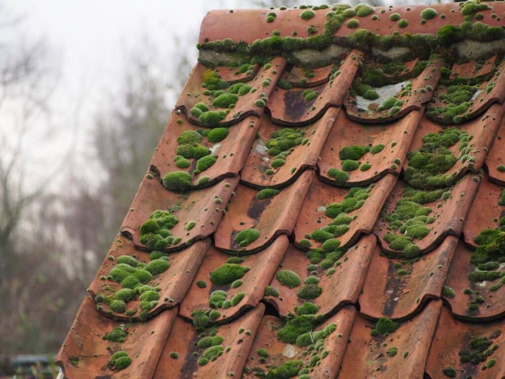 moss covered roof tiles - removal of moss from roof tiles